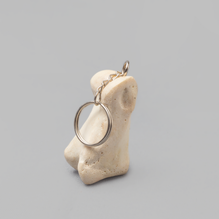 Warthog Bone Key-holder - Africa Handmade