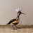 Hoopy Bird ("Hoopoe") - Africa Handmade