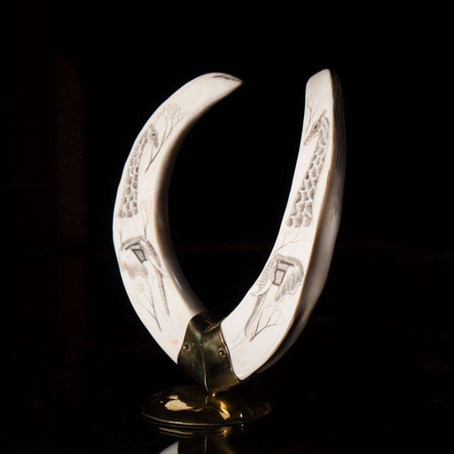 Hand Carved (Etched) genuine Warthog Tusk Set - Africa Handmade