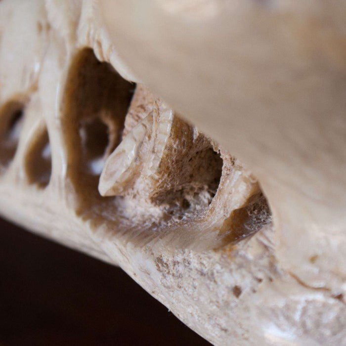 Hand Carved Giraffe Bone by Ruwa Chuene - Africa Handmade