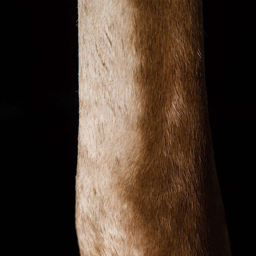 Kudu Leg Table Lamp with Fitting on Stand - Africa Handmade