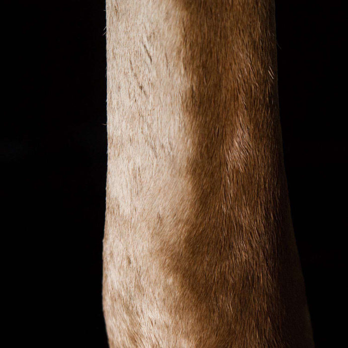 Kudu Leg Table Lamp with Fitting on Stand - Africa Handmade