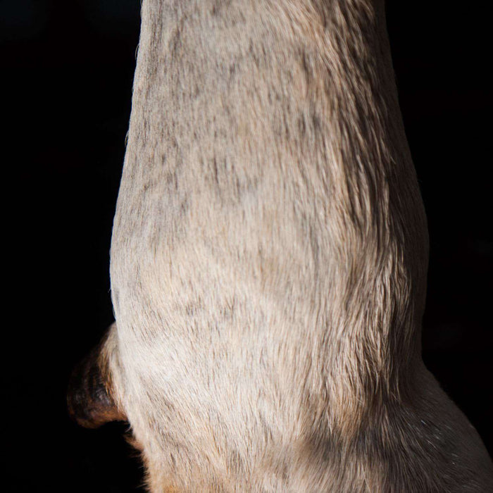 Large Eland Leg Table Lamp with Fitting on Stand - Africa Handmade