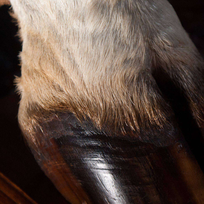 Large Eland Leg Table Lamp with Fitting on Stand - Africa Handmade