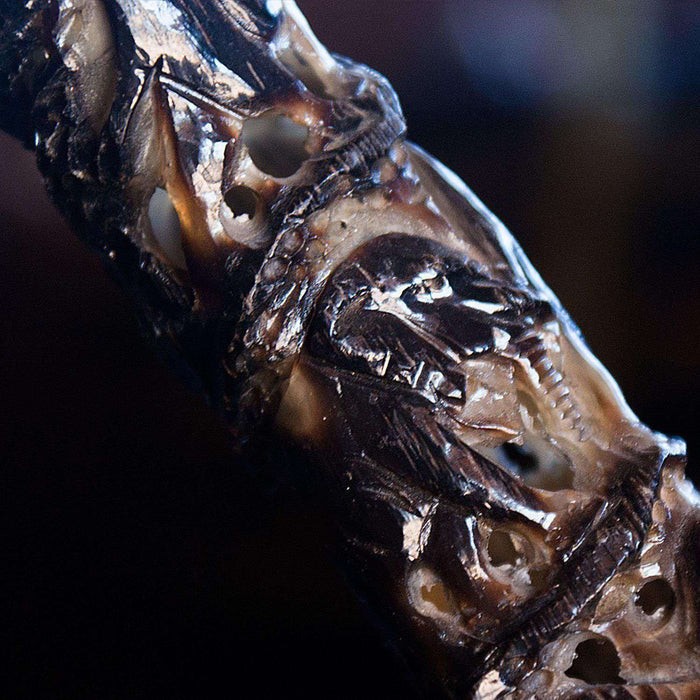 Polished and Hand Carved Kudu Horn on a Stand (Exquisite) - Africa Handmade