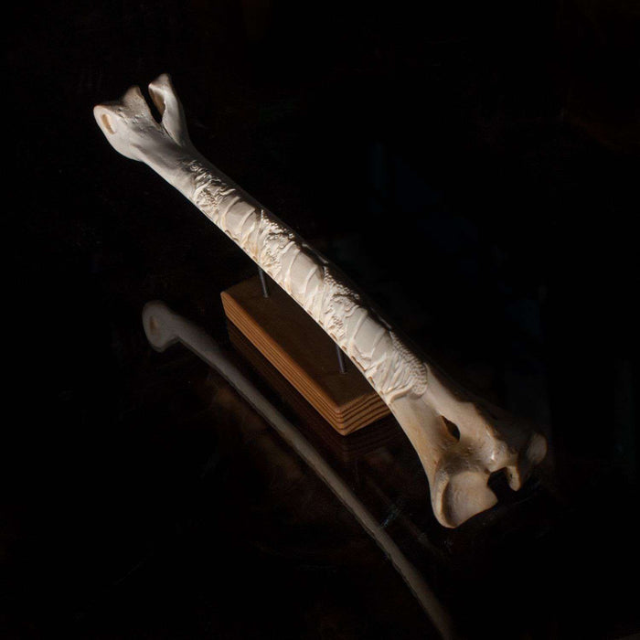 Polished and Hand Carved Ostrich Bone - Africa Handmade